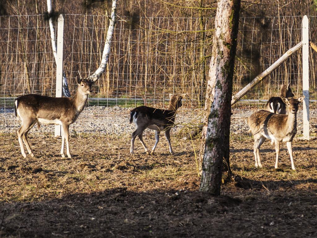 Agroturystyka Olszynka Skopanie Exterior foto